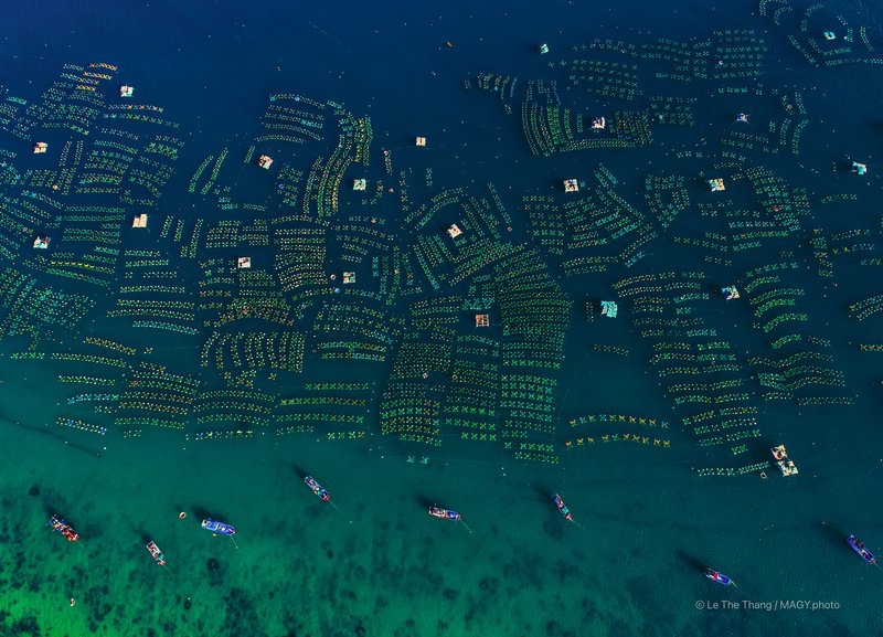 Trang trại tôm hùm