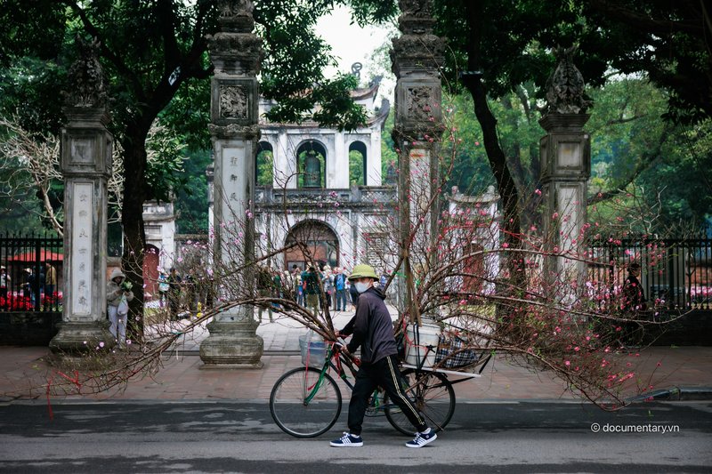 Đào huyền qua cổng Văn Miếu