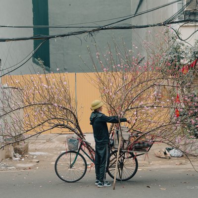 Một người đàn ông đang bán hoa đào trên chiếc xe đạp trên đường phố thành phố. Cảnh vật mang lại cảm giác bình yên và truyền thống của mùa xuân tại Hà Nội.