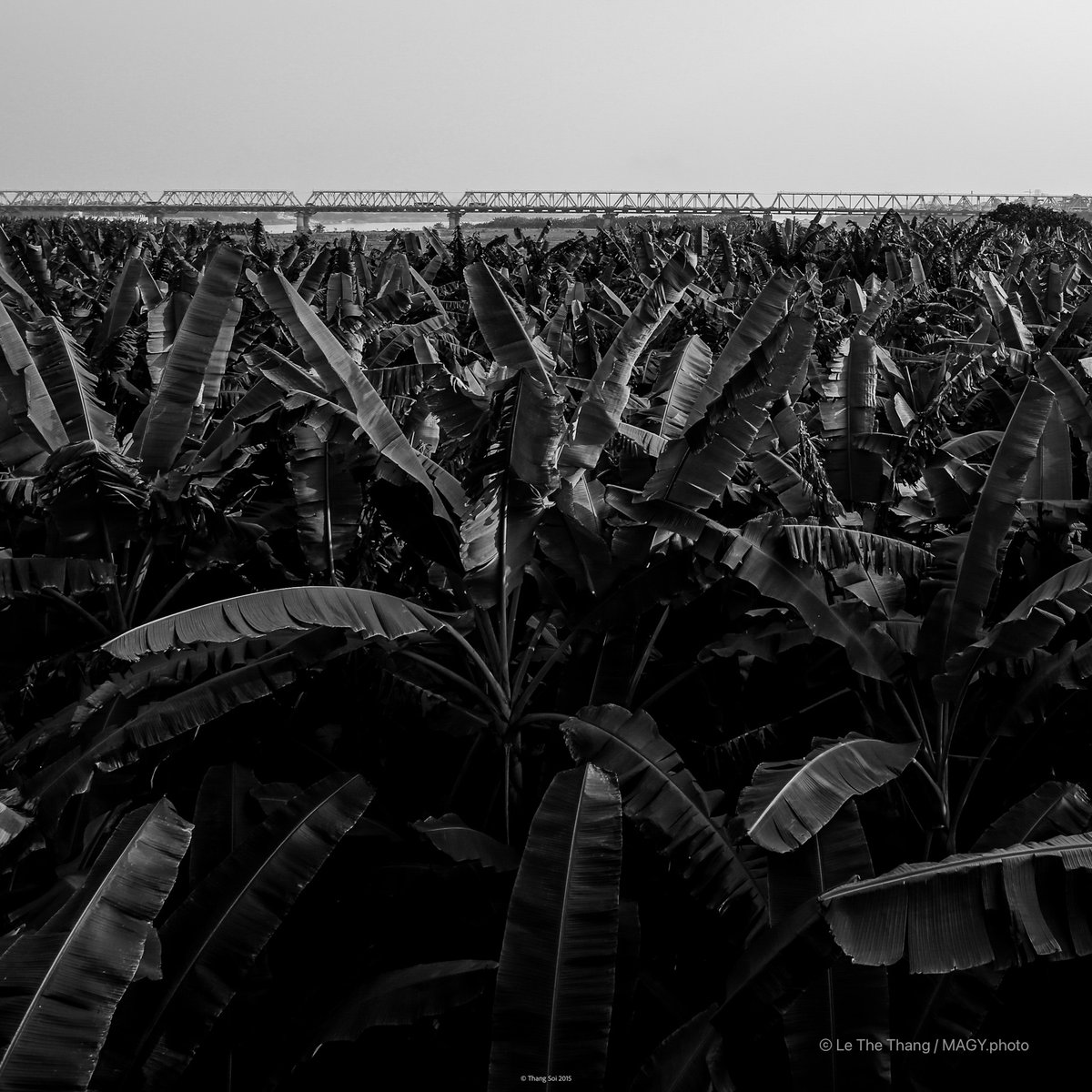 Bức ảnh chụp một cánh đồng chuối rộng lớn với cây chuối xanh um tùm và một cây cầu sắt ở phía xa. Toàn cảnh tạo cảm giác yên bình và tĩnh lặng của vùng nông thôn.