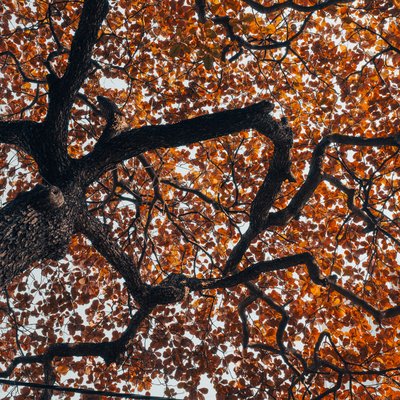 Bức ảnh chụp từ dưới lên cho thấy thân cây bàng lớn với những cành cây uốn lượn và lá màu đỏ rực rỡ. Cảnh vật tạo cảm giác yên bình và ấm áp của mùa thu ở Hà Nội.