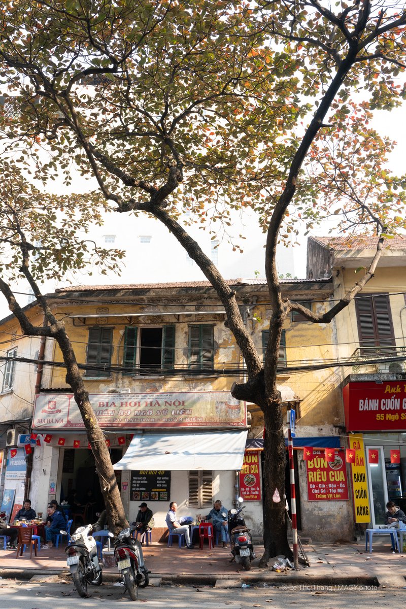 Cây bàng Hà Nội