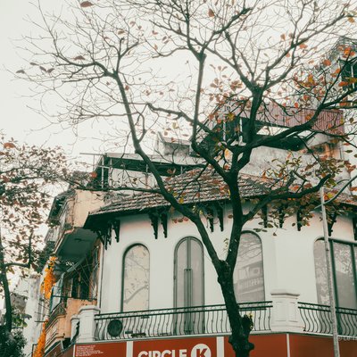 Bức ảnh chụp một cây bàng trước một cửa hàng ở thành phố Hà Nội với những chiếc lá vàng rơi rụng. Không gian mang lại cảm giác yên bình và nhẹ nhàng giữa nhịp sống đô thị.