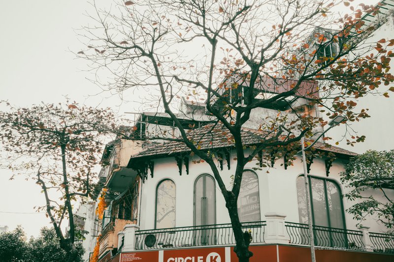 Cây bàng Hà Nội