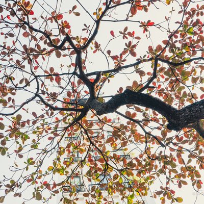 Bức ảnh chụp cận cảnh cành cây bàng với lá đỏ rực dưới ánh sáng ban ngày tại một khu vực đô thị. Hình ảnh tạo cảm giác yên bình và tĩnh lặng giữa không gian thành phố.