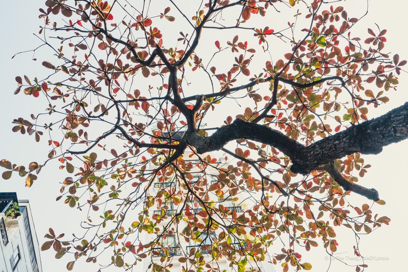 Cây bàng Hà Nội