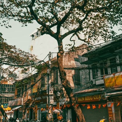 Bức ảnh chụp một cây bàng lớn trên đường phố Hà Nội với các cửa hàng và xe máy xung quanh. Không khí yên bình và mang đậm nét sinh hoạt thường ngày của người dân thành phố.