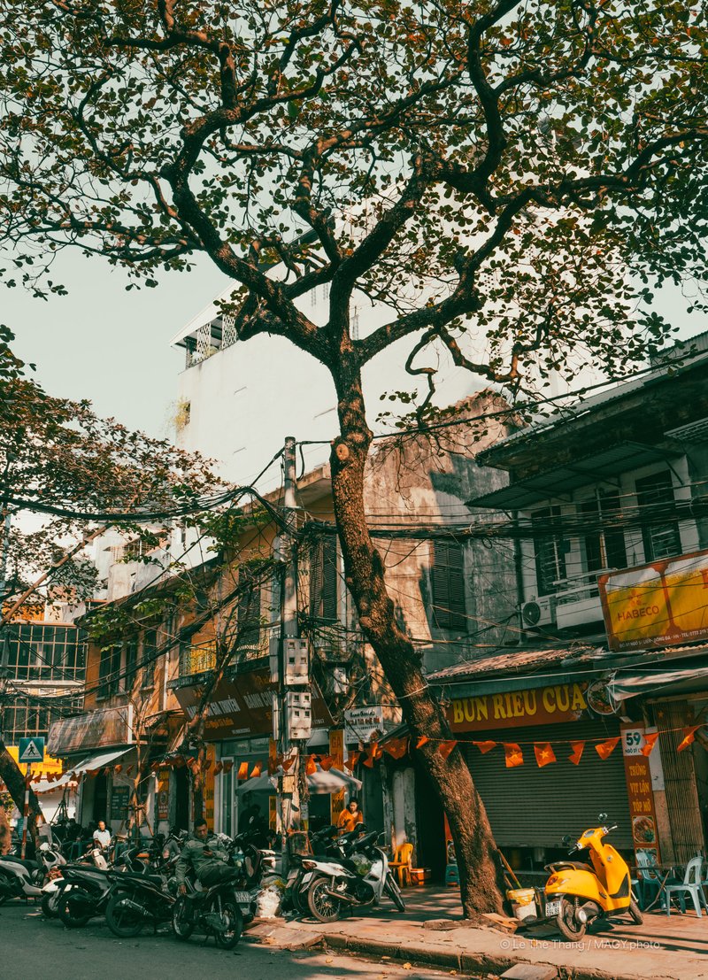 Cây bàng Hà Nội