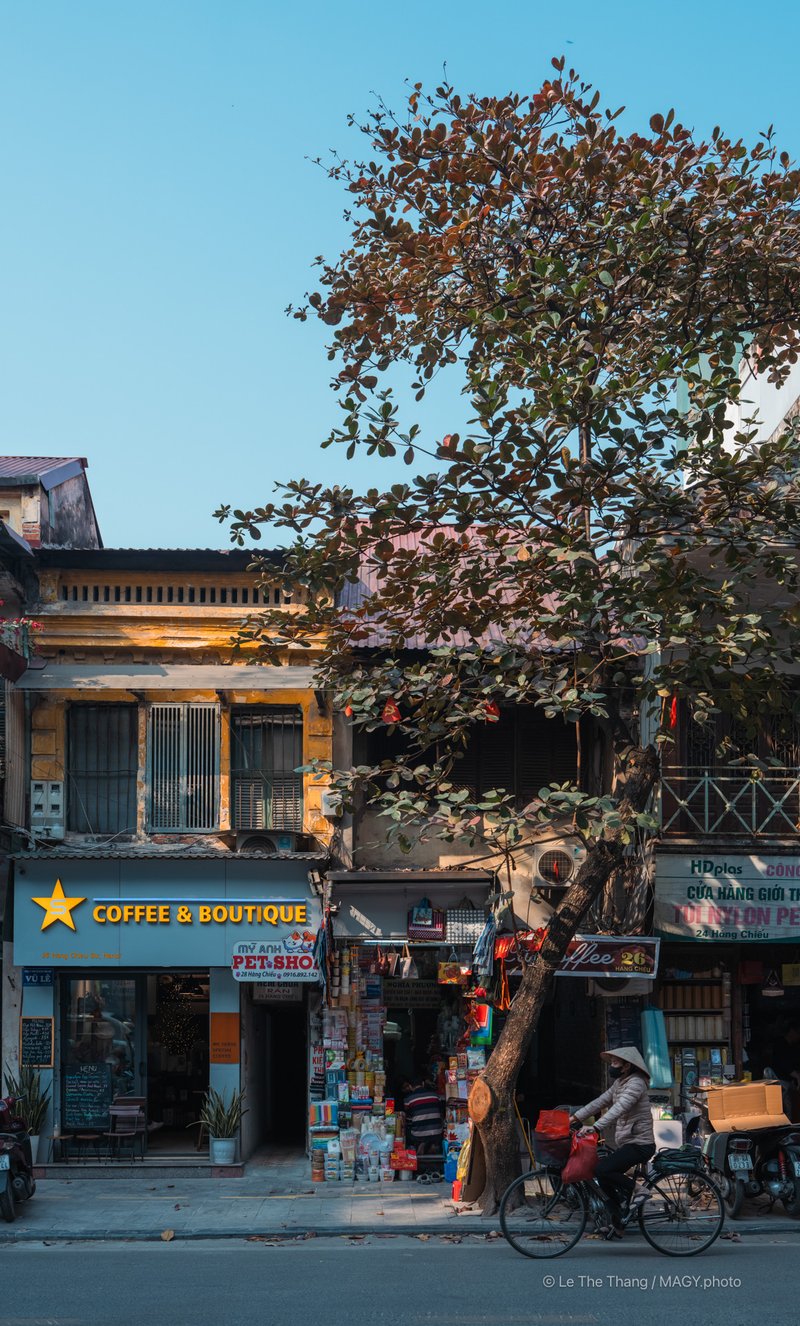 Cây bàng Hà Nội