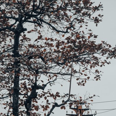 Bức ảnh chụp một cây bàng với lá chuyển sang màu nâu rụng dần, phía sau là cột điện và bầu trời xám. Tổng thể tạo cảm giác u ám và buồn man mác của một ngày mùa thu ở thành phố.