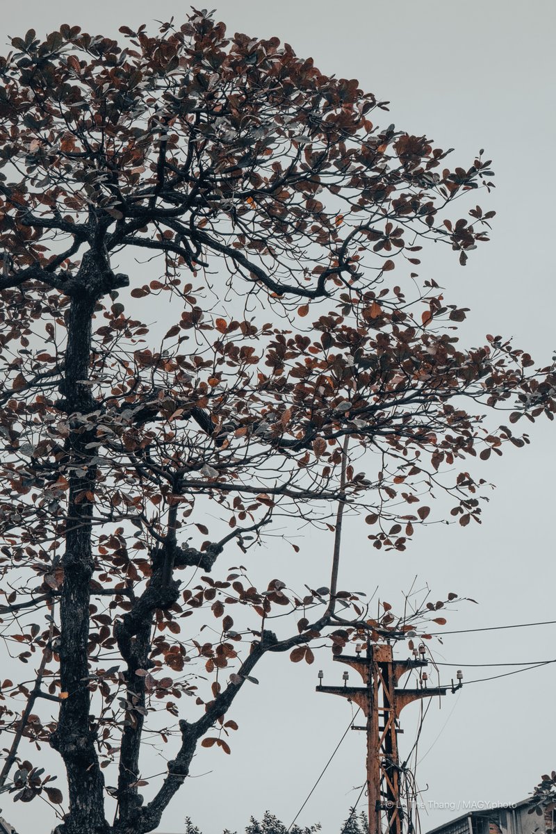 Cây bàng Hà Nội