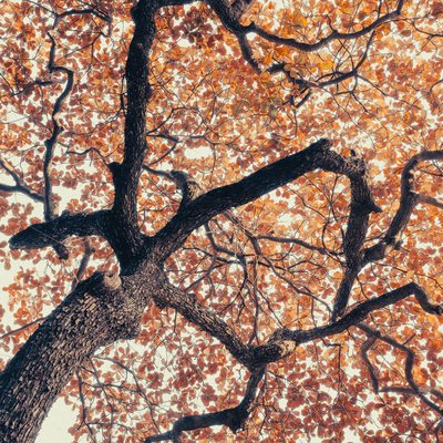 Bức ảnh chụp từ dưới lên một cây bàng với những chiếc lá vàng rực rỡ trong thành phố. Cảnh vật mang lại cảm giác yên bình và ấm áp của mùa thu.