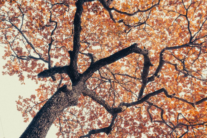 Cây bàng Hà Nội