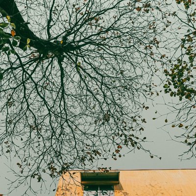 Bức ảnh chụp một cây bàng vào mùa đông với tán lá thưa thớt và bầu trời xám phía trên. Cảnh vật tạo cảm giác yên bình và hơi buồn man mác của mùa đông trong thành phố.