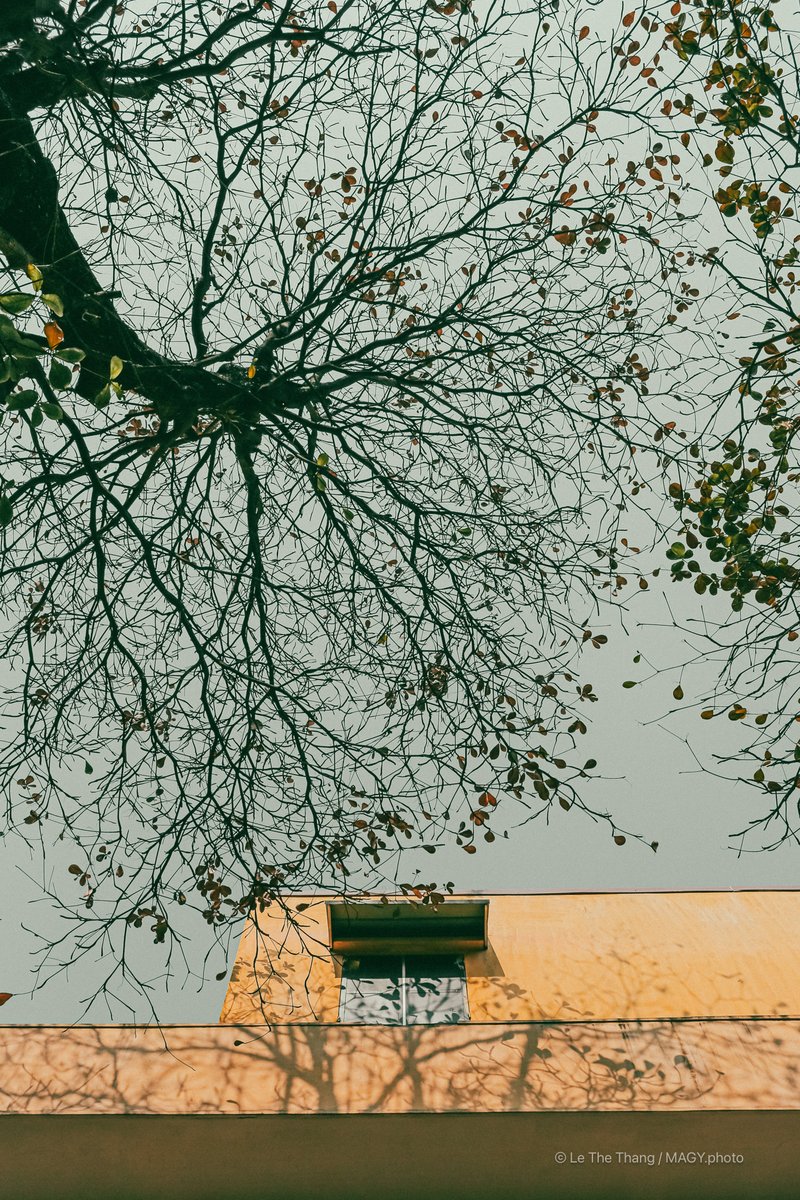 Cây bàng mùa đông