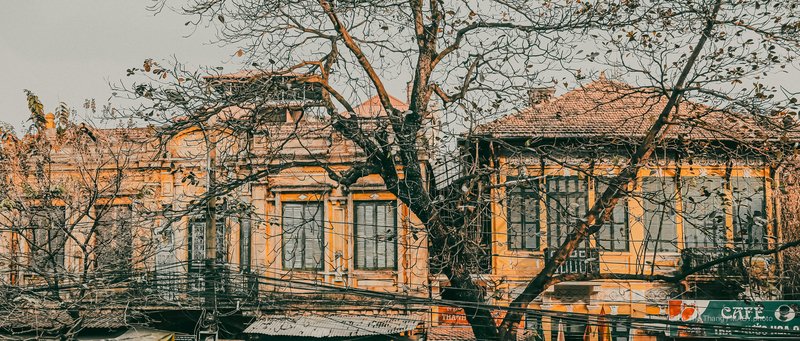 Cây bàng mùa đông