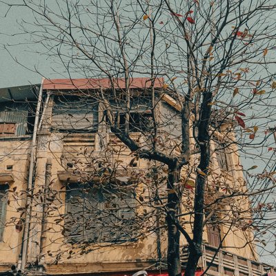 Bức ảnh chụp một cây bàng mùa đông với lá rụng thưa thớt trước một ngôi nhà cũ ở khu đô thị. Cảnh vật mang lại cảm giác hoài niệm và yên bình giữa không gian thành phố.