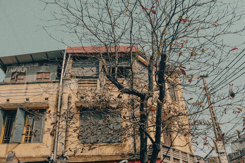 Cây bàng mùa đông