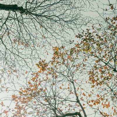 Bức ảnh chụp các cành cây bàng vào mùa đông với lá rụng gần hết và bầu trời xám phía sau. Hình ảnh tạo cảm giác yên tĩnh và hơi man mác buồn của mùa đông.