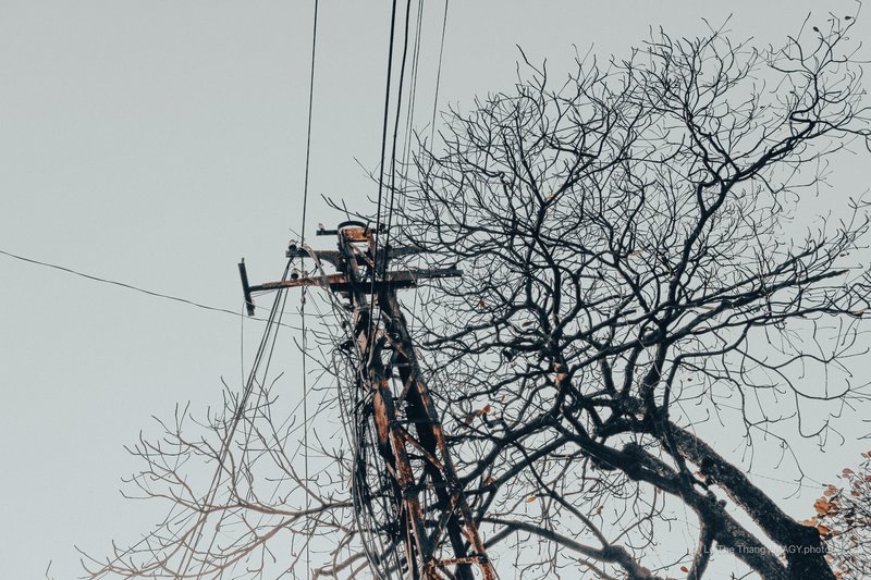 Cây bàng mùa đông