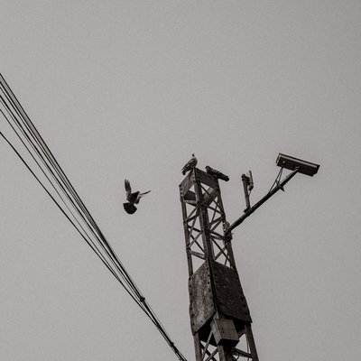 Bức ảnh chụp một cột điện bằng thép với vài con chim bồ câu đậu trên đỉnh và một con đang bay gần đó. Hình ảnh tạo cảm giác tĩnh lặng và yên bình trong không gian đô thị.