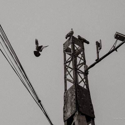 Bức ảnh chụp một cột điện bằng kim loại với ba con chim bồ câu đậu trên đỉnh và một con chim đang bay. Hình ảnh mang lại cảm giác yên bình và tĩnh lặng trong một khung cảnh đô thị.