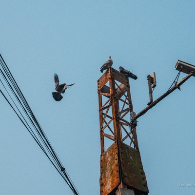 Hình ảnh một cột điện gỉ sét với vài con chim bồ câu đậu trên đỉnh và một con đang bay. Bức ảnh mang lại cảm giác yên bình và tĩnh lặng dưới bầu trời xanh trong buổi chiều.