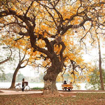 Bức ảnh chụp một cảnh công viên ở Hà Nội với cây cổ thụ lớn có lá vàng rực rỡ bên cạnh hồ nước. Không khí yên bình và truyền thống tạo cảm giác thư thái và gần gũi với thiên nhiên.