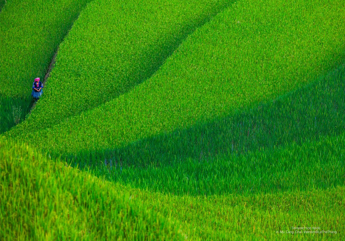 Hình ảnh thể hiện ruộng lúa bậc thang xanh mướt tại Mù Cang Chải với ánh sáng mềm mại chiếu rọi. Tổng thể tạo cảm giác yên bình và thanh thản trong không gian nông thôn mùa hè.