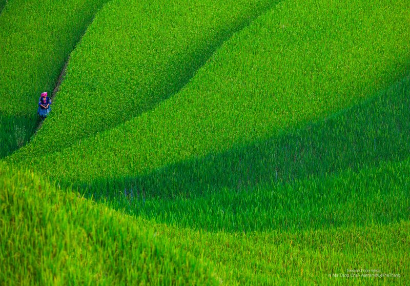 Ruộng lúa Mù Cang Chải