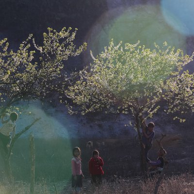 Bức ảnh chụp một nhóm trẻ em đang chơi đùa quanh những cây hoa đang nở trên thảo nguyên vào mùa xuân. Không khí trong ảnh mang lại cảm giác yên bình và tươi mới của thiên nhiên và tuổi thơ.