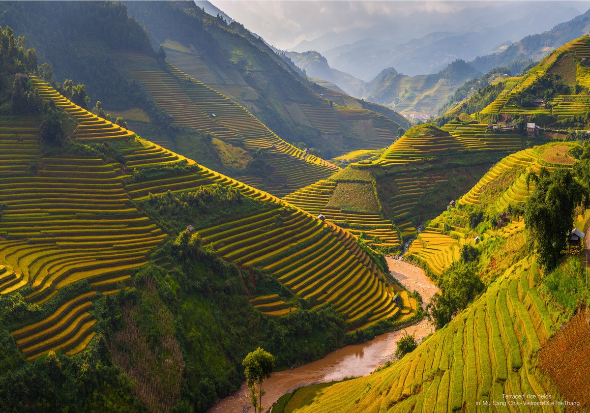 Hình ảnh ruộng bậc thang ở Mù Cang Chải với những thửa ruộng vàng rực trải dài trên các sườn đồi, bên cạnh dòng sông uốn lượn. Toàn cảnh mang lại cảm giác yên bình và hùng vĩ của thiên nhiên vùng núi phía Bắc Việt Nam.
