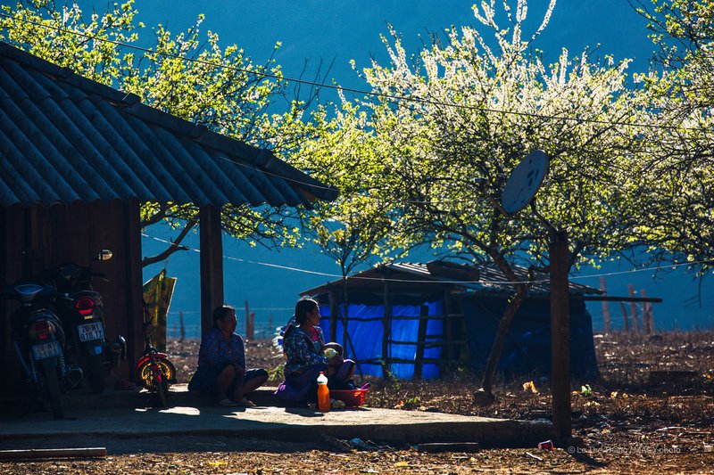 Xuân về Mộc Châu