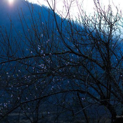 Bức ảnh chụp cảnh một cây hoa đào với những cành trơ trụi và vài bông hoa nhỏ trên nền đồi núi xanh thẫm vào buổi sáng. Khung cảnh mang lại cảm giác yên bình và nhẹ nhàng của mùa xuân ở vùng cao.