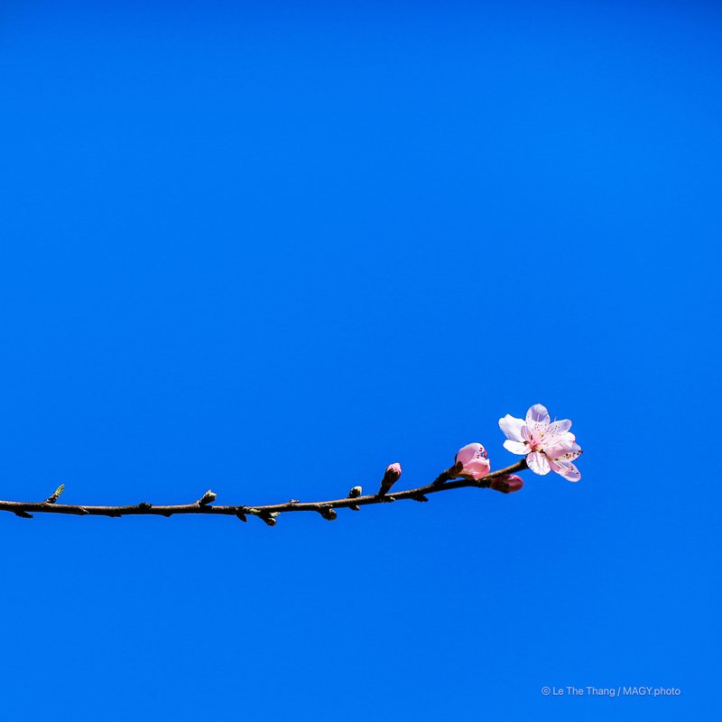 Thảo nguyên mùa xuân