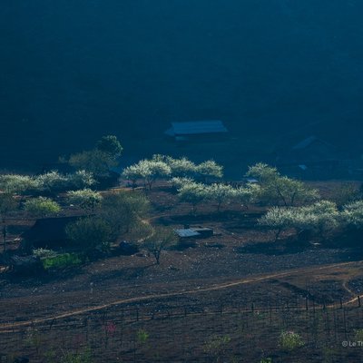 Bức ảnh chụp cảnh một vùng quê miền núi với những cây hoa đang nở rộ vào mùa xuân. Cảnh vật mang lại cảm giác yên bình và tĩnh lặng dưới ánh sáng nhẹ của buổi sáng.