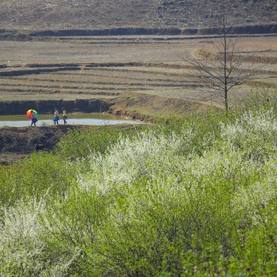 Bức ảnh chụp thảo nguyên mùa xuân với những đồi bậc thang và hoa trắng nở rộ ở vùng nông thôn. Khung cảnh mang lại cảm giác yên bình và tươi mới của mùa xuân.