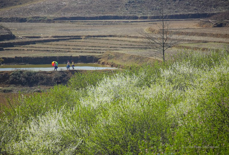 Thảo nguyên mùa xuân