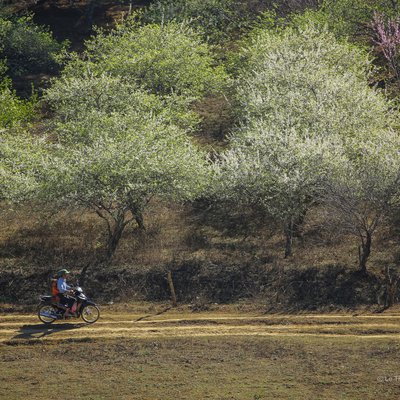 Bức ảnh chụp một con đường mòn nhỏ chạy qua thảo nguyên với những cây hoa trắng nở rộ vào mùa xuân. Khung cảnh mang lại cảm giác yên bình và tươi mới của vùng nông thôn miền núi.