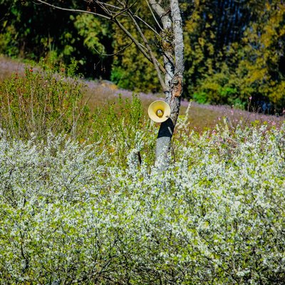 Hình ảnh thể hiện một thảo nguyên mùa xuân với nhiều cây hoa trắng nở rộ và một cây trơ trọi có gắn loa. Cảnh vật mang lại cảm giác yên bình và tươi mới của mùa xuân.