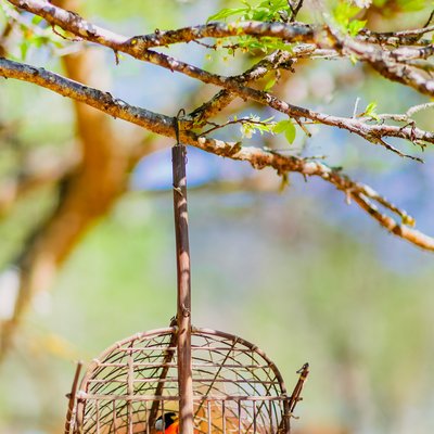 Bức ảnh chụp một chú chim trong lồng tre được treo trên cành cây vào mùa xuân. Cảnh vật tạo cảm giác yên bình và tươi mới với ánh sáng tự nhiên dịu nhẹ.