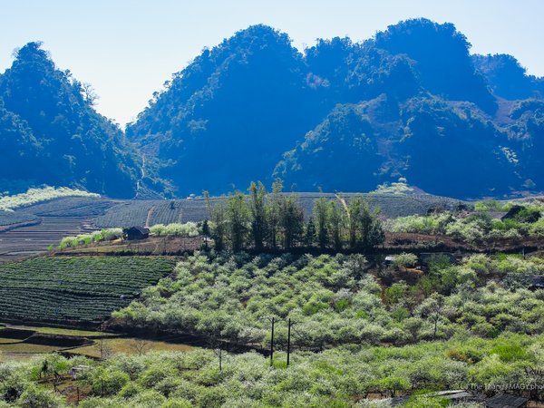 Bức ảnh chụp thảo nguyên vào mùa xuân với những đồi núi xanh mướt và hoa đào nở rộ. Khung cảnh mang lại cảm giác yên bình và tươi mới của vùng nông thôn.