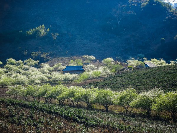 Bức ảnh chụp thảo nguyên mùa xuân với những cây hoa trắng nở rộ trên nền đồi núi xanh mướt. Cảnh vật mang lại cảm giác yên bình và tươi mới của buổi sáng mùa xuân.