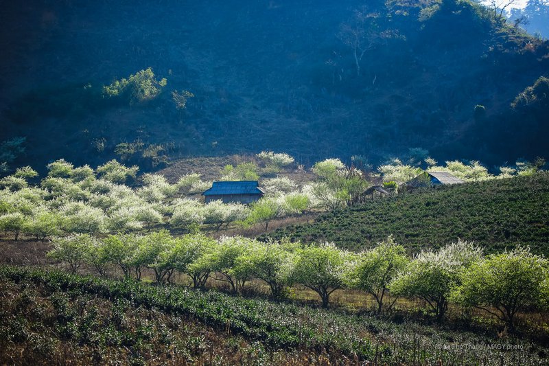 Thảo nguyên mùa xuân