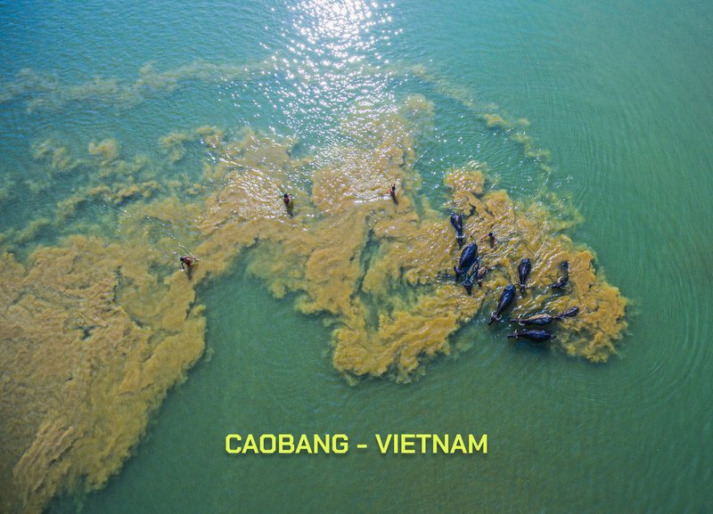 Đàn trâu ở Trùng Khánh - Cao Bằng