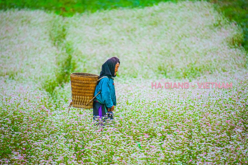 Bà lão trong vườn tam giác mạch