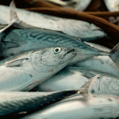 Hình ảnh cho thấy cá biển tươi được bày bán trong chợ cá Tam Tiến, Quảng Nam. Không khí chợ mang lại cảm giác bình dị và truyền thống của miền Trung Việt Nam.