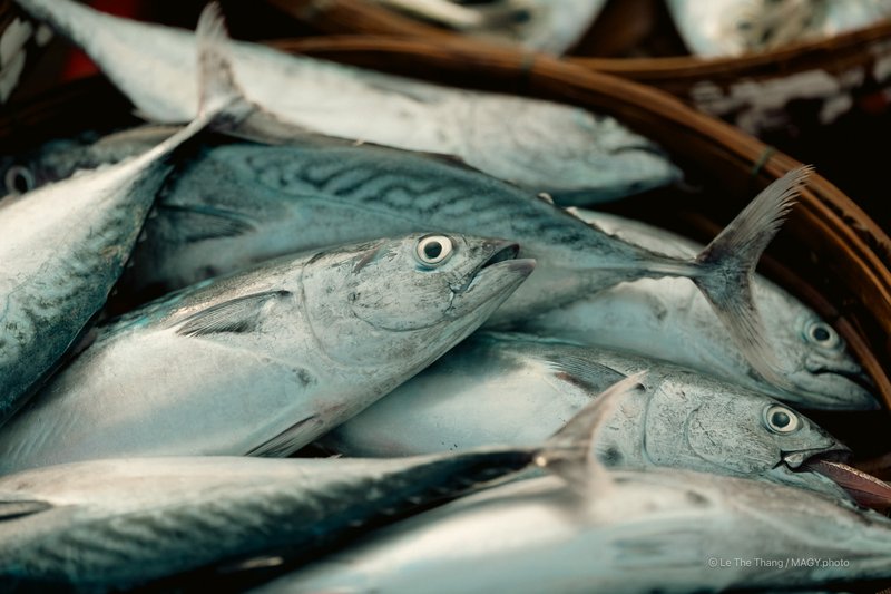 Chợ cá Tam Tiến - Quảng Nam