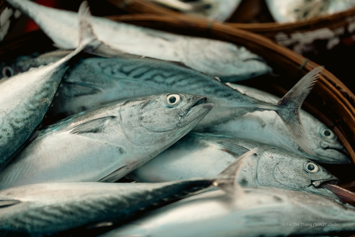 Hình ảnh cho thấy cá biển tươi được bày bán trong chợ cá Tam Tiến, Quảng Nam. Không khí chợ mang lại cảm giác bình dị và truyền thống của miền Trung Việt Nam.