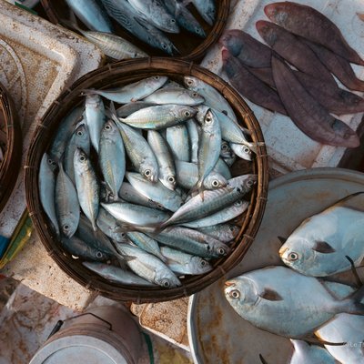 Hình ảnh chợ cá ngoài trời tại Tam Tiến, Quảng Nam với nhiều loại cá biển được bày bán trong các rổ và khay. Không khí chợ mang lại cảm giác yên bình và chân thực của cuộc sống thường nhật vùng biển miền Trung.